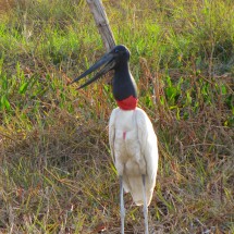 Another Jaribu seen from the beginning of the Transpantaneira, the street into the inner Pantanal